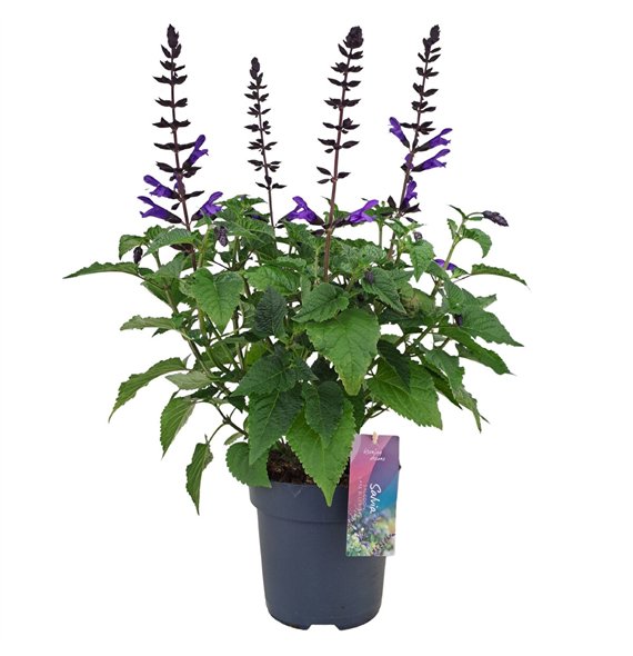 Salvia salgoon lake blueberry Lake Blueberry p17 (NL) 50cm 17cm Q2157