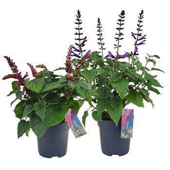 Salvia salgoon mix p17 (NL) 55cm 17cm Q2172