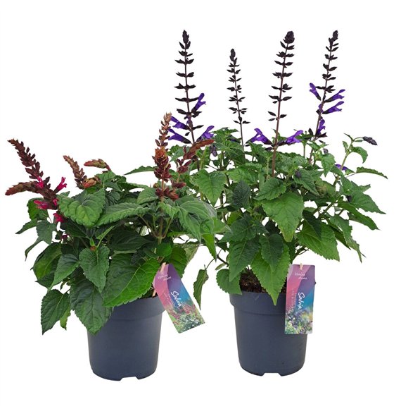 Salvia salgoon mix p17 (NL) 55cm 17cm Q2172