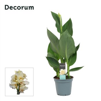 Canna alaska Alaska (Decorum) 50cm 17cm Q2184
