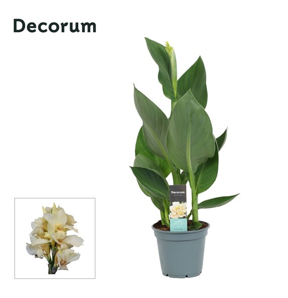 Canna alaska Alaska (Decorum) 50cm 17cm Q2184