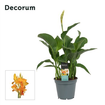 Canna tenerife Tenerife (Decorum) 50cm 17cm Q2185