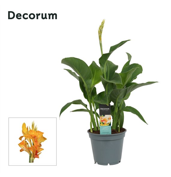 Canna tenerife Tenerife (Decorum) 50cm 17cm Q2185