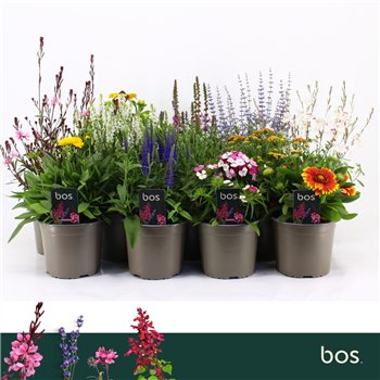 Perennials mix perennials Mix  4 kinds 30cm 17cm Q2186