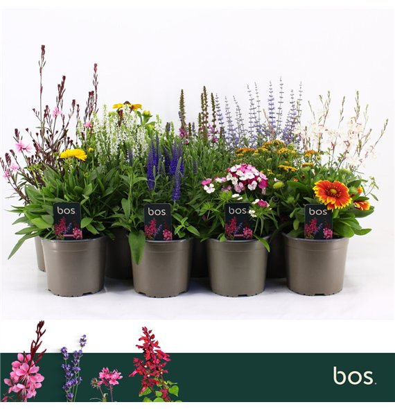 Perennials mix perennials Mix  4 kinds 30cm 17cm Q2186