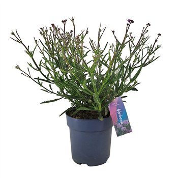 Verbena bonariensis Lollipop p17 (PT) 55cm 17cm Q2233