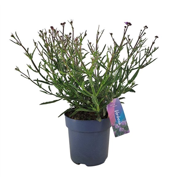 Verbena bonariensis Lollipop p17 (PT) 55cm 17cm Q2233