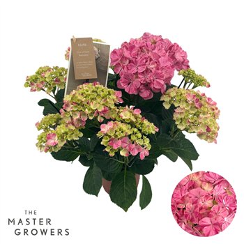 Hortenzija macr  sweet campino mac Campino pink 5+ Flowers 5 fl 40cm 14cm Q2411
