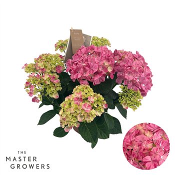 Hortenzija macr  sweet campino mac Campino pink 7+ Flowers7 fl 40cm 14cm Q2412