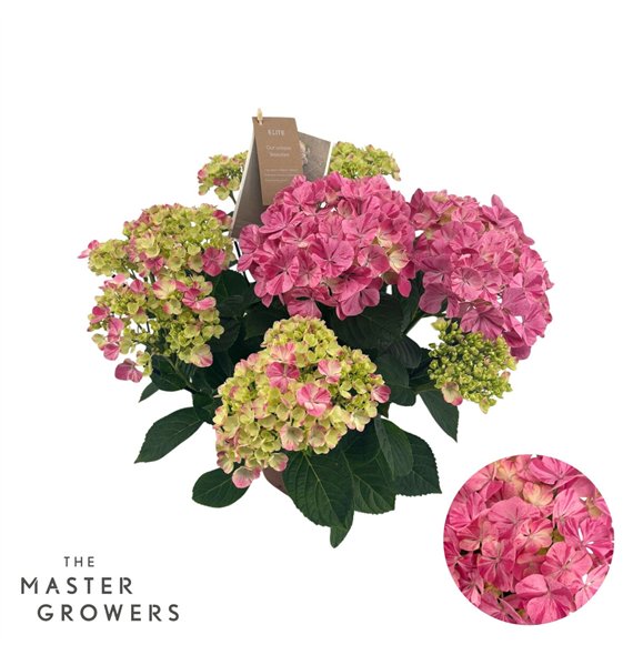 Hortenzija macr  sweet campino mac Campino pink 7+ Flowers7 fl 40cm 14cm Q2412