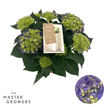Hortenzija macr  hi ocean Hi Ocean Blue 9 + Flowers9 fl 40cm 14cm Q2413