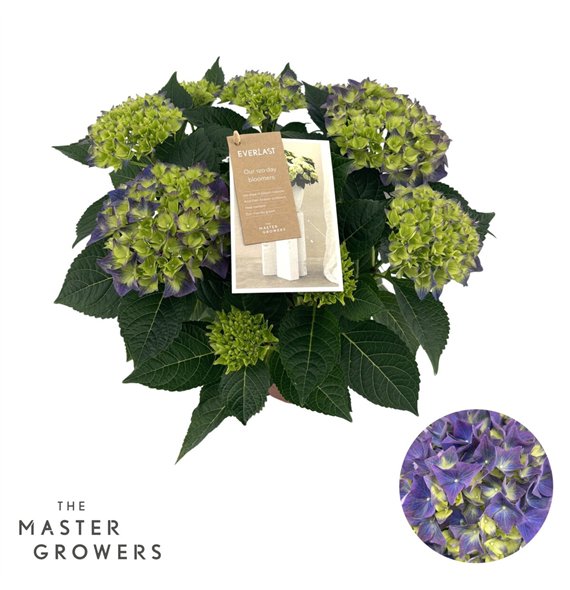 Hortenzija macr  hi ocean Hi Ocean Blue 9 + Flowers9 fl 40cm 14cm Q2413