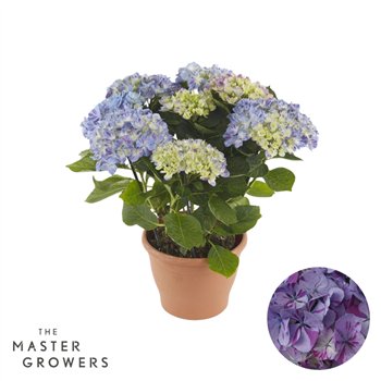 Hortenzija macr  sweet campino mac Campino blue 5+ Flowers5 fl 40cm 14cm Q2415