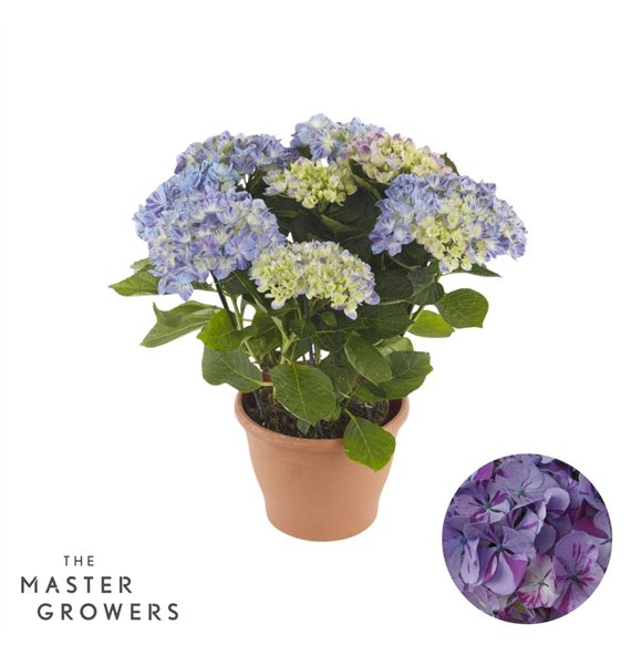 Hortenzija macr  sweet campino mac Campino blue 5+ Flowers5 fl 40cm 14cm Q2415