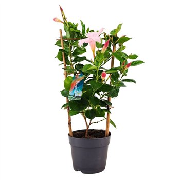 Mandevilla sundaville white Dipladenia Sundaville Rek WHITE Mix 13 cm (PT) 40cm 13cm Q2812
