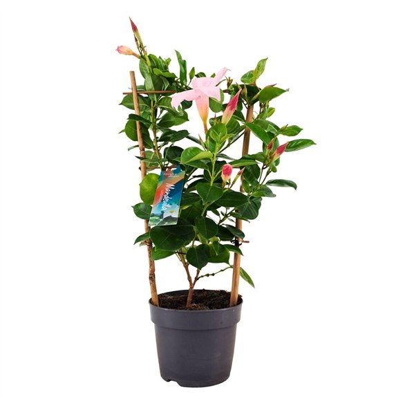 Mandevilla sundaville white Dipladenia Sundaville Rek WHITE Mix 13 cm (PT) 40cm 13cm Q2812