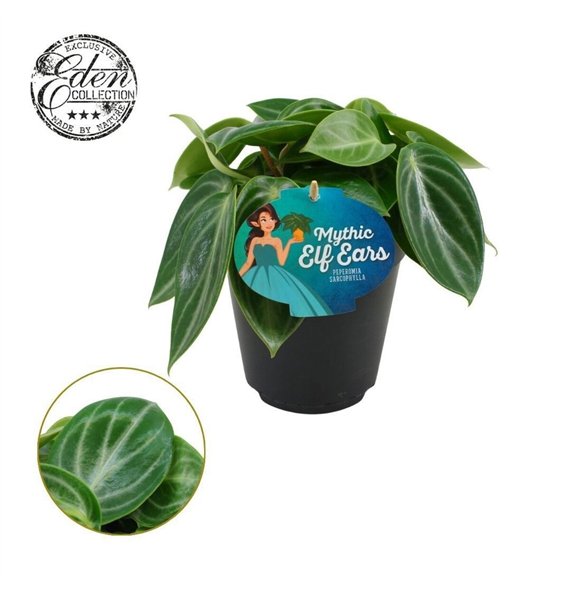 Peperomia Sarcophylla 15cm 5 pp 25cm 15cm Q3685