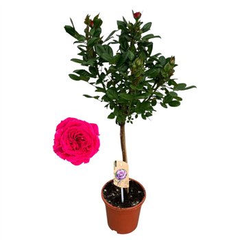 Vrtnica Roos on stem  Lila 9 stems plnt 75cm 17cm Q5104