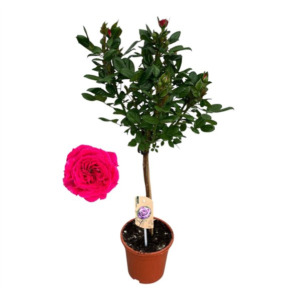 Vrtnica Roos on stem  Lila 9 stems plnt 75cm 17cm Q5104