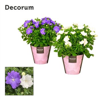 Campanula Dublin Mix Decorum 20cm 11cm Q1200