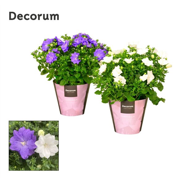 Campanula Dublin Mix Decorum 20cm 11cm Q1200