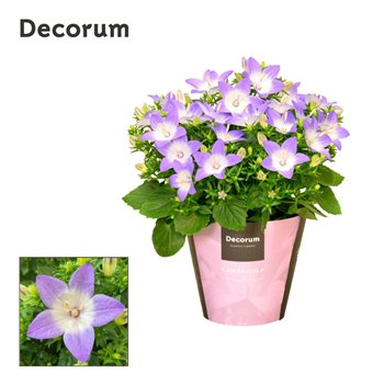 Campanula isoph  berlin bicolor iso Berlin Bicolor Decorum 20cm 11cm Q1209