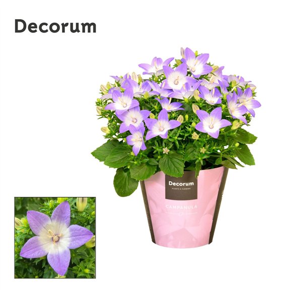 Campanula isoph  berlin bicolor iso Berlin Bicolor Decorum 20cm 11cm Q1209