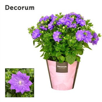 Campanula isoph  dublin blue iso Dublin Blue Decorum 20cm 11cm Q1210