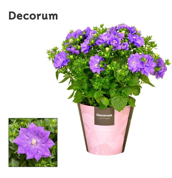 Campanula isoph  dublin blue iso Dublin Blue Decorum 20cm 11cm Q1210