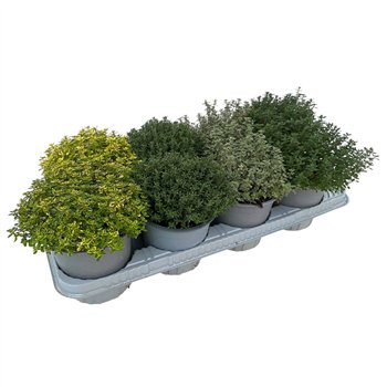 Thymus mix 14cm mixed in tray 25cm 14cm Q2097
