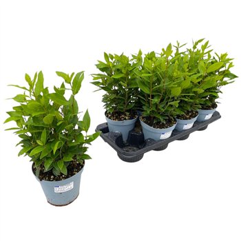 Laurus nobilis 35cm 14cm Q2107