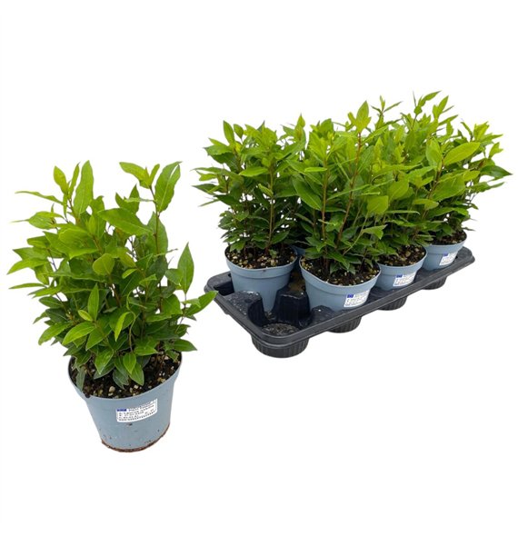 Laurus nobilis 35cm 14cm Q2107