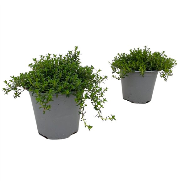 Satureja montana 20cm 14cm Q2111