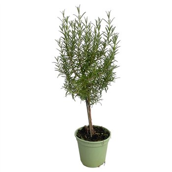 Rosmarinus officinalis off  on stem 45cm 14cm Q2164
