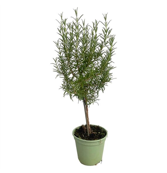 Rosmarinus officinalis off  on stem 45cm 14cm Q2164