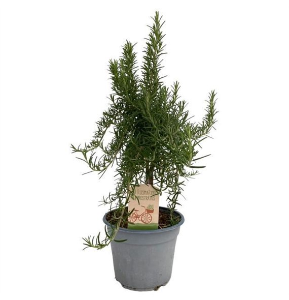 Rosmarinus pros stem prostratus  on 45cm 14cm Q2180