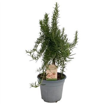 Rosmarinus prostratus stem  on 45cm 14cm Q2181
