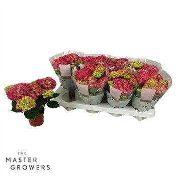 Hortenzija macr  tabletensia TableTensia Roze 10cm 5+5 fl 15cm 10cm Q2399
