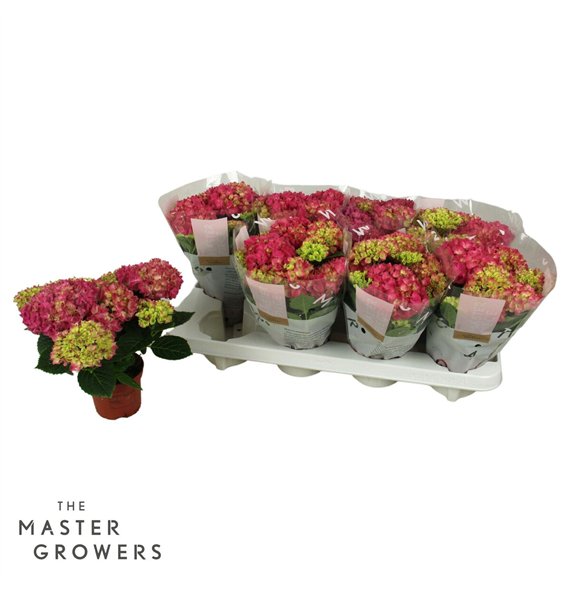 Hortenzija macr  tabletensia TableTensia Roze 10cm 5+5 fl 15cm 10cm Q2399