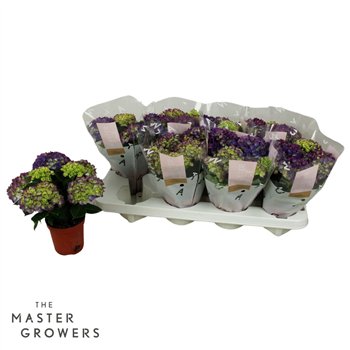 Hortenzija macr  tabletensia TableTensia Lila 10cm 5+5 fl 15cm 10cm Q2400