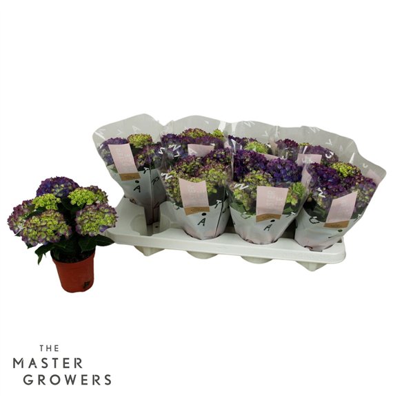 Hortenzija macr  tabletensia TableTensia Lila 10cm 5+5 fl 15cm 10cm Q2400