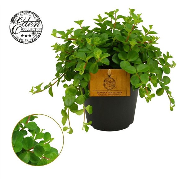 Peperomia rotundifolia Rotundifolia 12cm 20cm 12cm Q3682