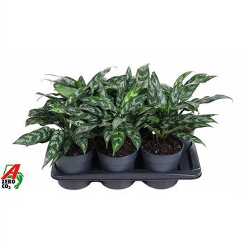 Aglaonema maria Maria3 pp 40cm 17cm Q147