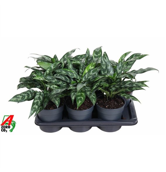 Aglaonema maria Maria3 pp 40cm 17cm Q147