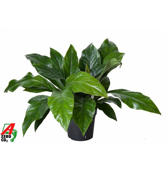 Anthurium ellipticum jungle bush Jungle Bush 2PP2 pp 60cm 24cm Q422