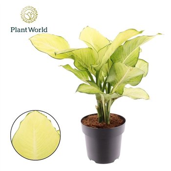 Dieffenbachia Tropic Marianne P21 2 pp 60cm 21cm Q1341