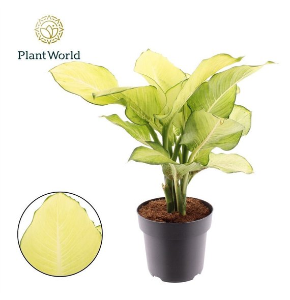 Dieffenbachia Tropic Marianne P21 2 pp 60cm 21cm Q1341