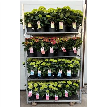 Hortenzija macrophylla Terras Mix CC 7+ Flowers (per cc)7 fl 45cm 21cm Q2023