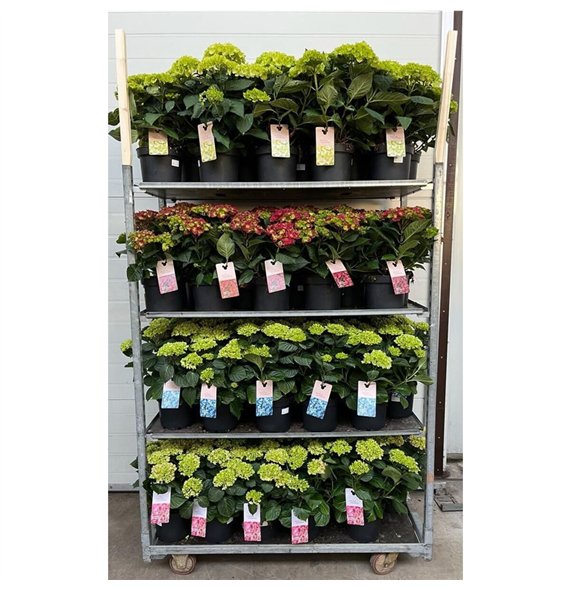 Hortenzija macrophylla Terras Mix CC 7+ Flowers (per cc)7 fl 45cm 21cm Q2023