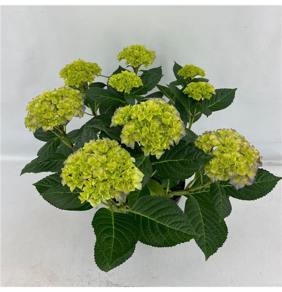 Hortenzija Hi Meadow Terras Ocean fl 7+ Flowersbl 45cm 21cm Q2024